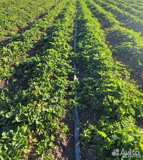 Рассада клубники Азия+