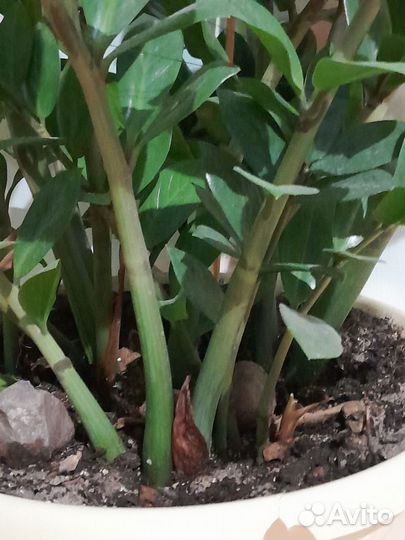 Замиокулькас