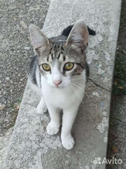 Котёнок в поисках дома