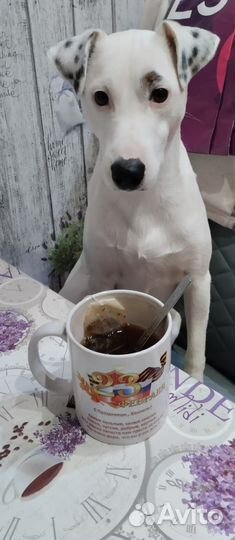 Вязка Джек Парсон Рассел терьер