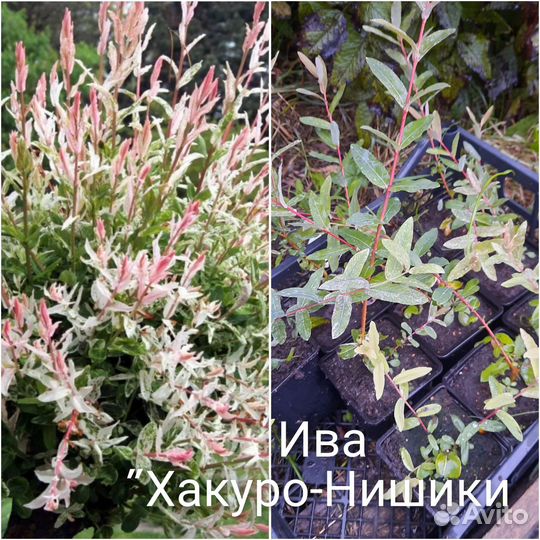 Саженцы гортензии, клематиса, барбариса, ивы