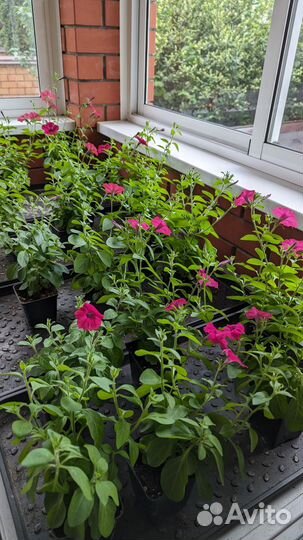 Петуния гигантская Тайдел Вейв Черри, Ред Велюр