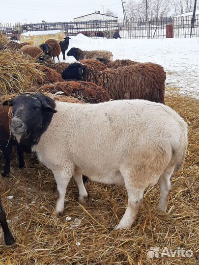 Баран породы дорпер