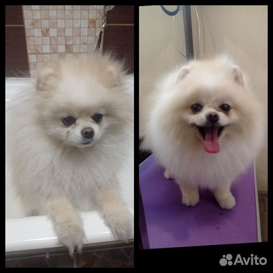 Грумер стрижка собак