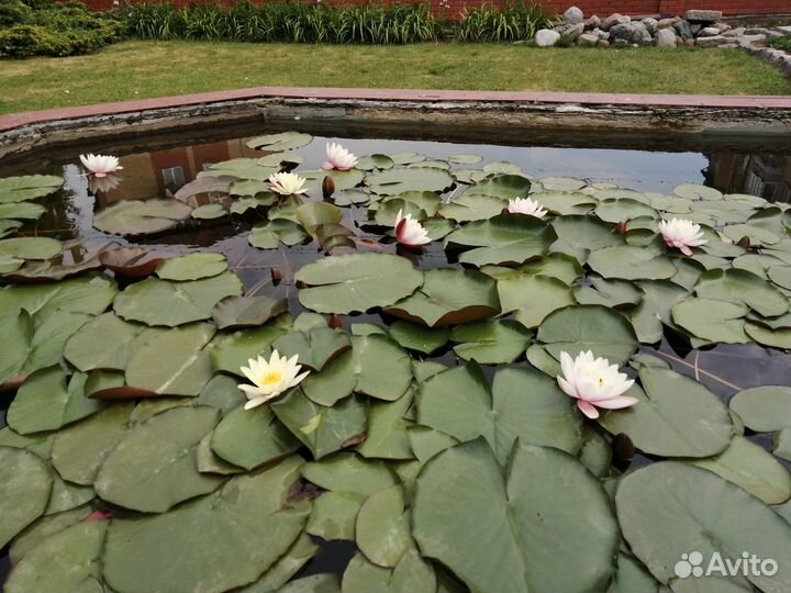 Многолетние цветы, лилии кустарник декоративный