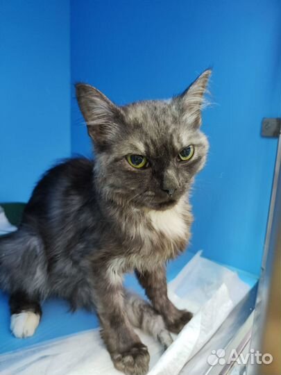 Некуда идти, остаётся только приют