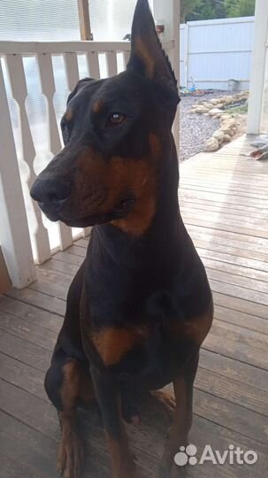 Доберман вязка