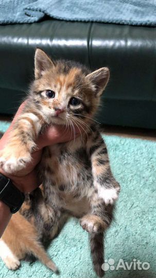 Котята в дар