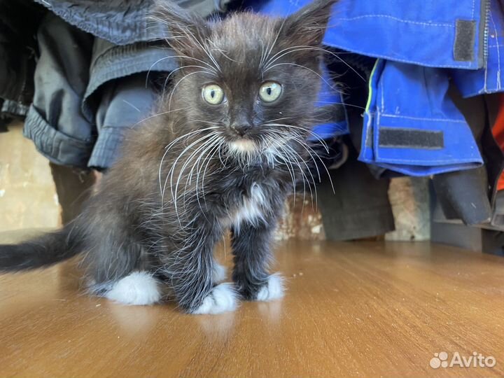 Котенок