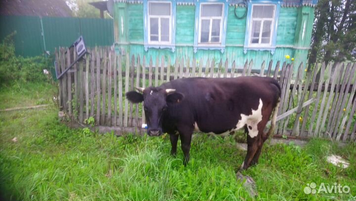 Коровы и телки