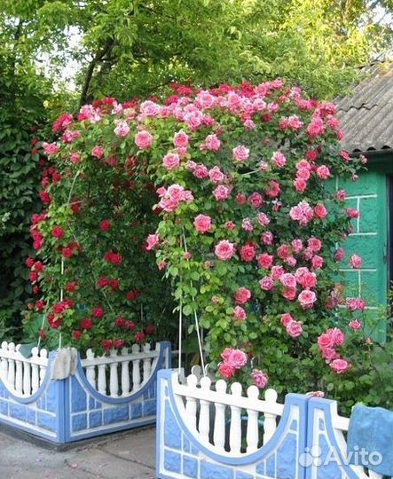 Розы. саженцы.доставка