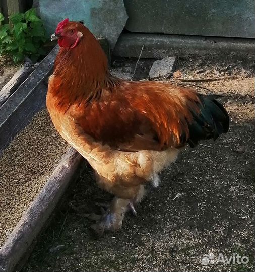 Молодые петухи