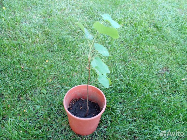 Саженцы плодовых и декоративных деревьев