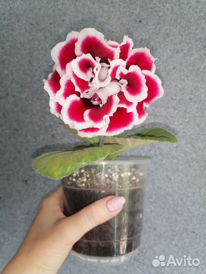 Глоксиния махровая