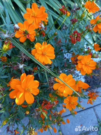 Садовые многолетники