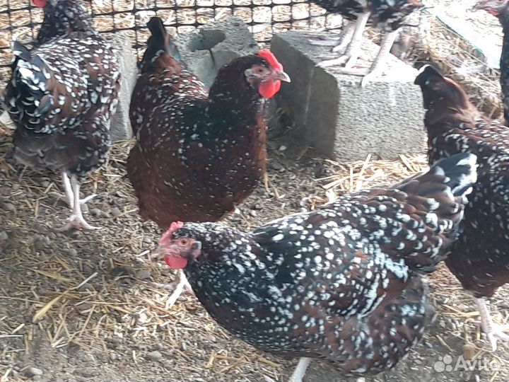 Домашние молодые петухи