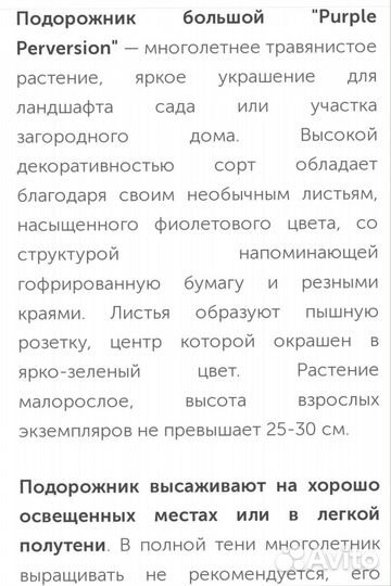 Подорожник красно-фиолетовый(пурпурный)