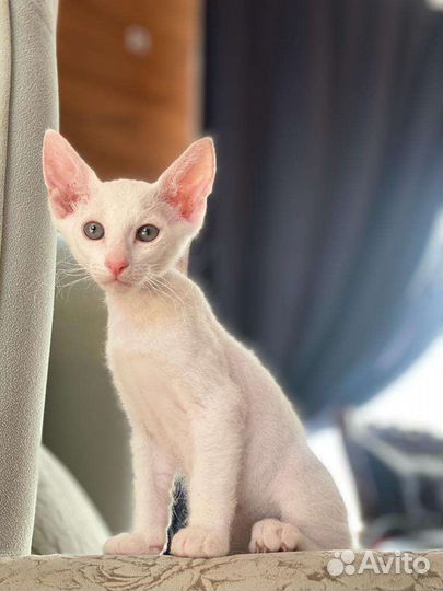 Кошки петерболд