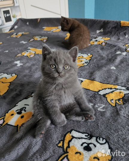 Британские котята