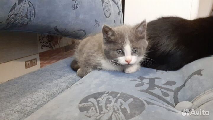 Котенок девочка в добрые руки