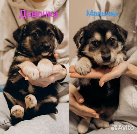 Щенки 2 месяца