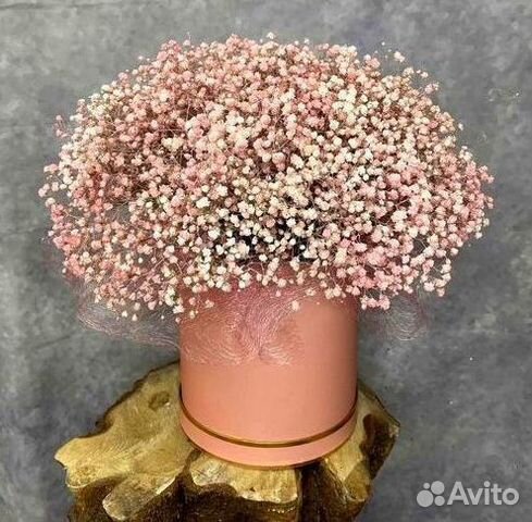 Цветы гипсофилы