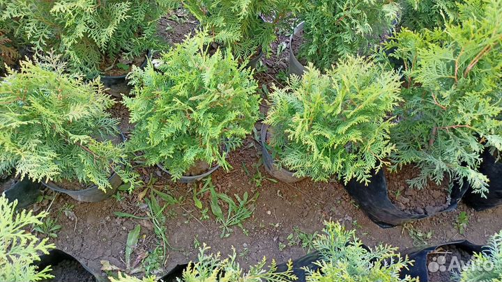 Туя шаровидная 