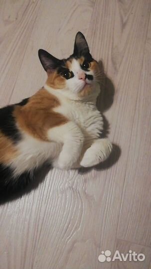 Кошка в дар