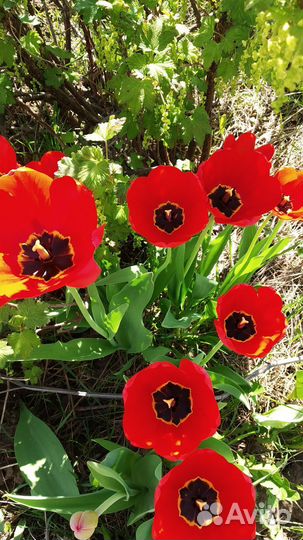 Нарциссы, тюльпаны на срез