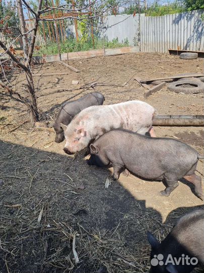 Вьетнамск вислобрюхий хряк