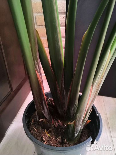 Стрелиция Николая 3 в 1, 24/190