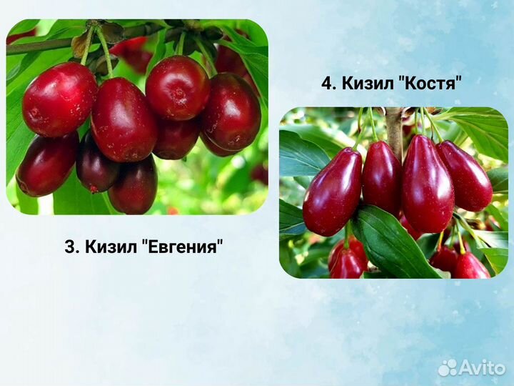 Саженцы кизила, Кизил