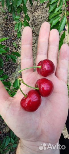 Черешня оптом