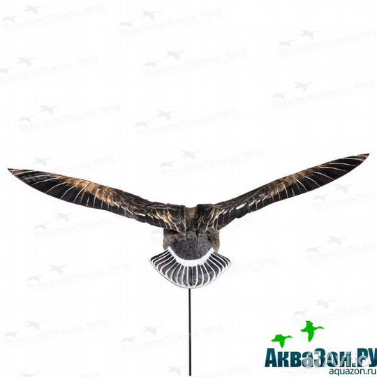 Махокрыл белолобик Duck Mania