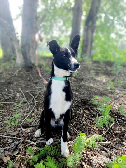 Собака 8 мес