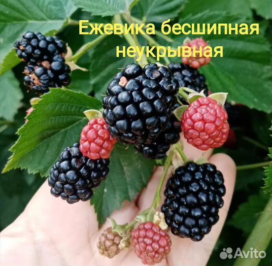Ежевика,Актинидия