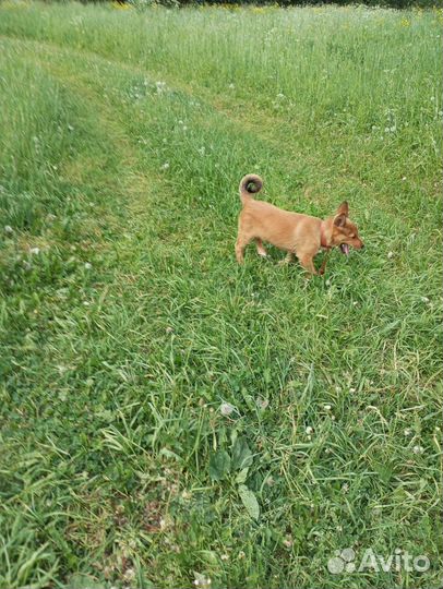 Щенок в добрые руки бесплатно