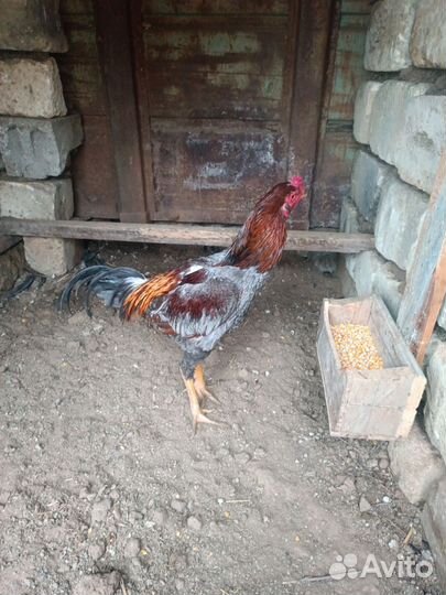 Бойцовский петух