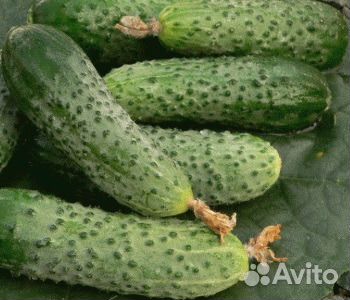 Семена огурцов Герман