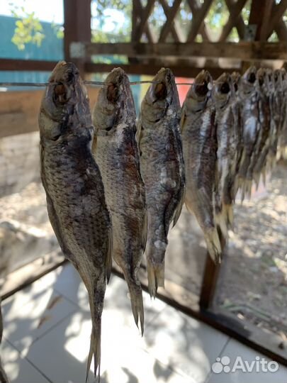 Рыба тарань