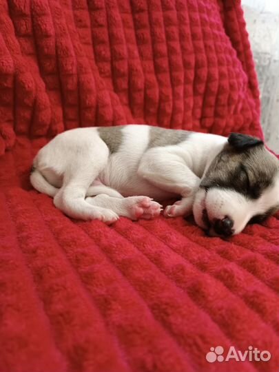 Щенки уиппета