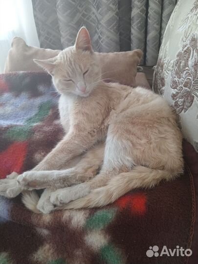 Кошки в добрые руки бесплатно