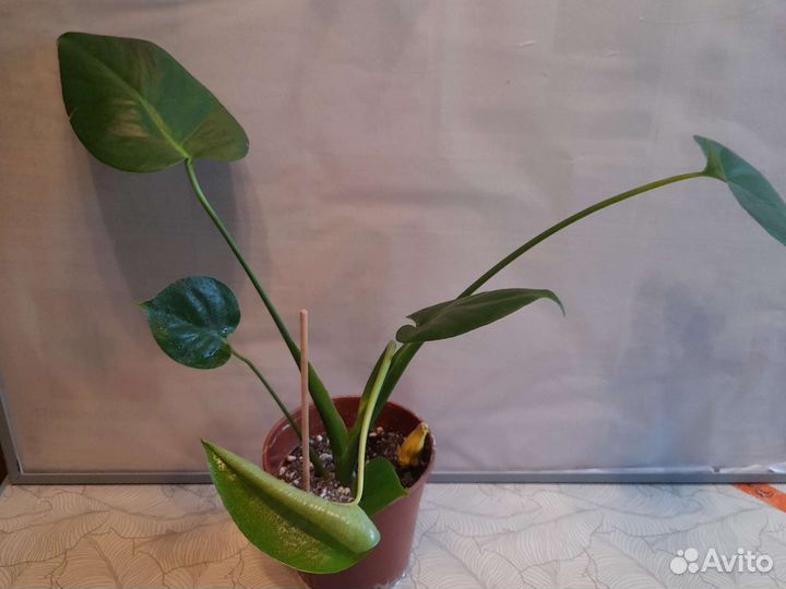 Хамедорея.растения,цветы