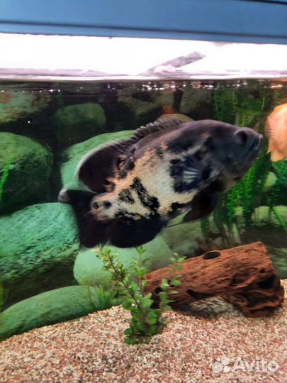 Аквариумные рыбки