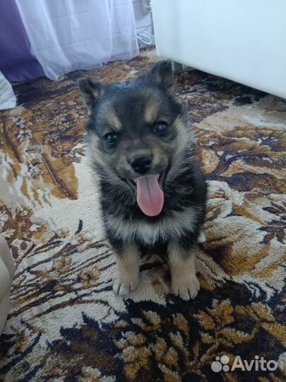 Отдают щенков