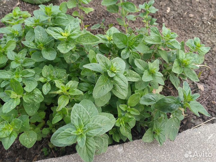 Мята, оригано, мелисса