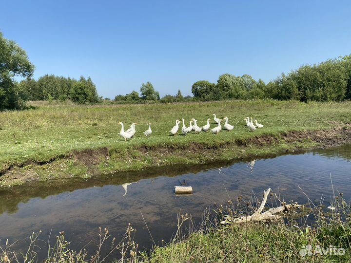 Продам гусей