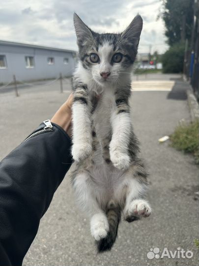 Котенок мальчик