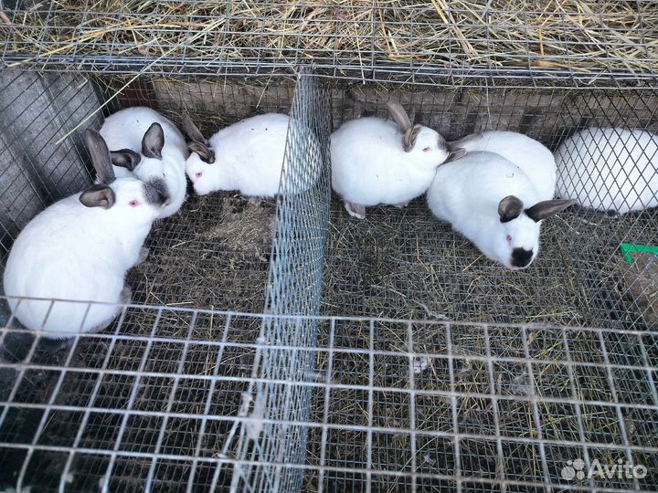 Калифорнийские кролики