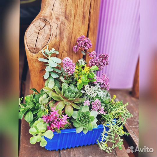 Суккуленты уличные, каменная раза, наборы